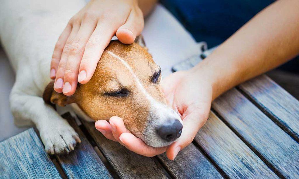 que hacer si mi perro aúlla por dolor