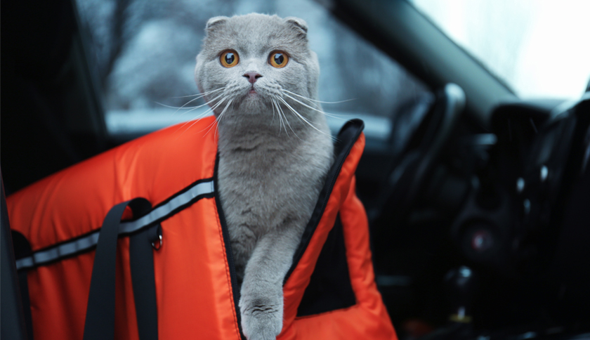 consecuencias de viajar con gatos