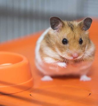 que frutas y verduras no debo dar a mi hamster