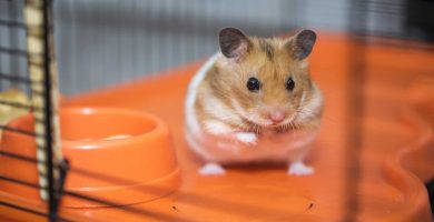 que frutas y verduras no debo dar a mi hamster