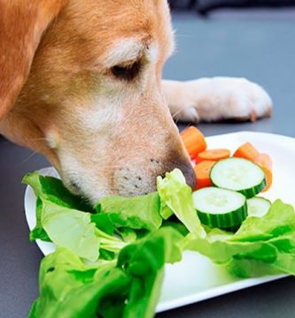 ¿Qué verduras y frutas no dar a tu perro?
