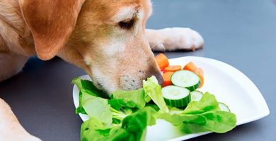 ¿Qué verduras y frutas no dar a tu perro?