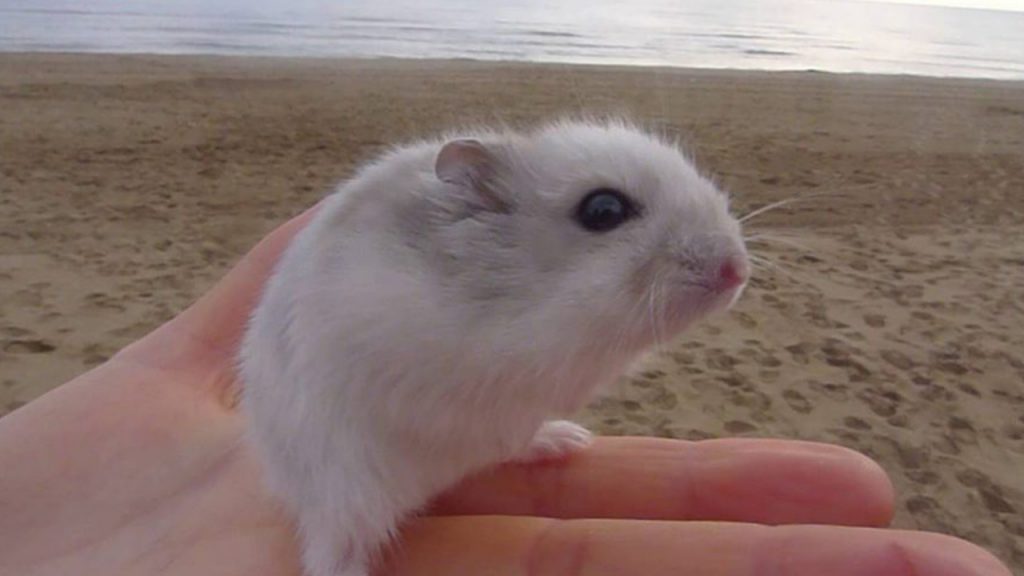 ¿puedo llevar a mi hámster a la playa?