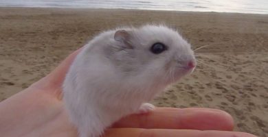 ¿puedo llevar a mi hámster a la playa?