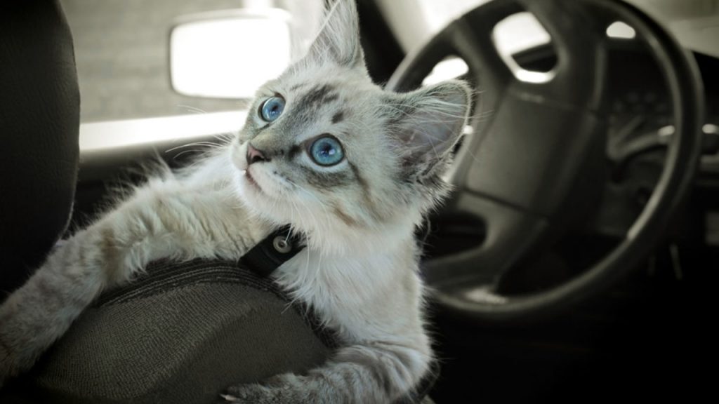 preparativos para viajar con gatos