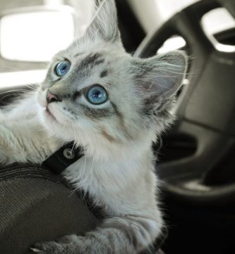 preparativos para viajar con gatos