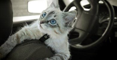 preparativos para viajar con gatos