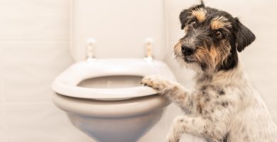 enseñar a mi perro a usar el baño