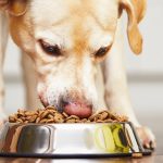 Cómo preparar alimentos saludables para tus mascotas
