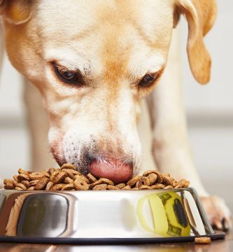 Cómo preparar alimentos saludables para tus mascotas