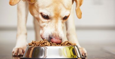 Cómo preparar alimentos saludables para tus mascotas