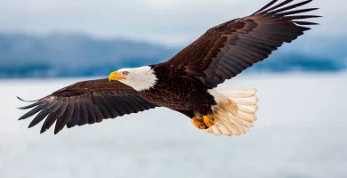 cuanto tiempo viven los aves