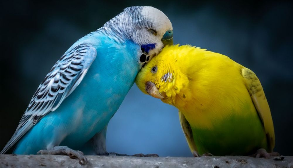 cambio climático en aves
