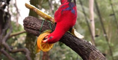 ¿Qué frutas les puedes dar a tus aves?