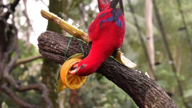 ¿Qué frutas les puedes dar a tus aves?