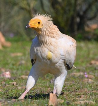 ¿Qué les gusta comer a los rapaces?