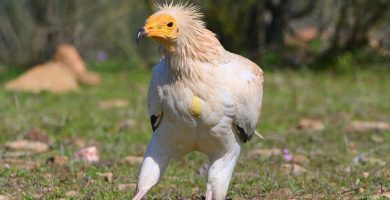 ¿Qué les gusta comer a los rapaces?