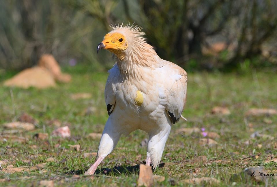 ¿Qué les gusta comer a los rapaces?