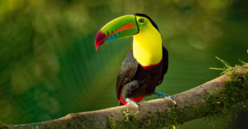 alargar vida de los aves