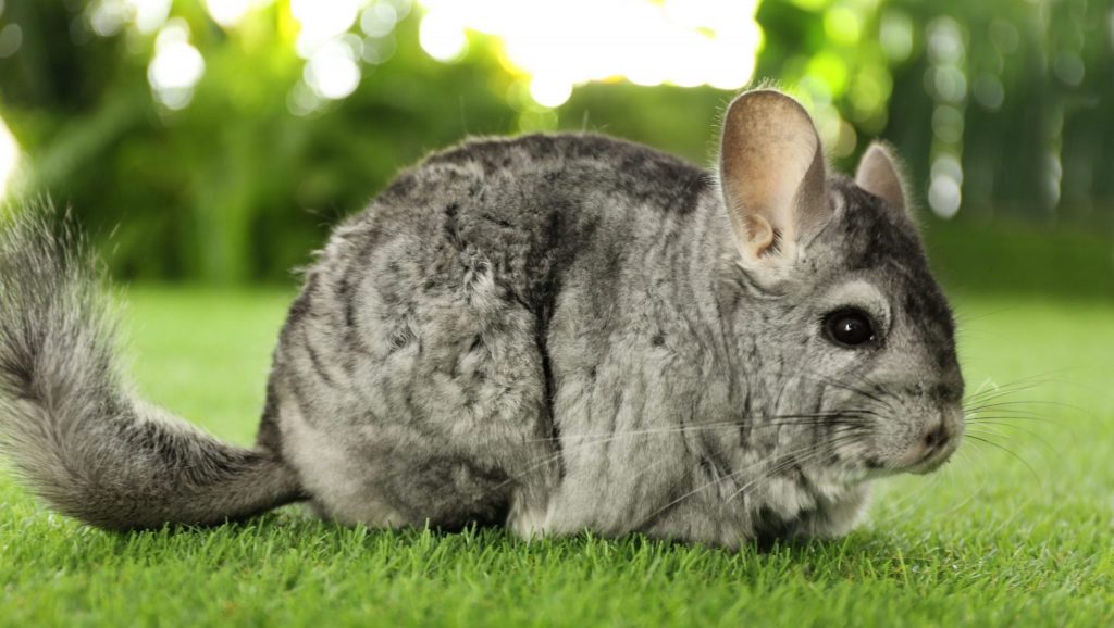 ¿Cuánto tiempo viven las chinchillas?