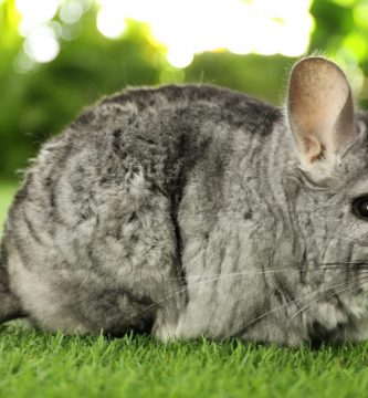 ¿Cuánto tiempo viven las chinchillas?