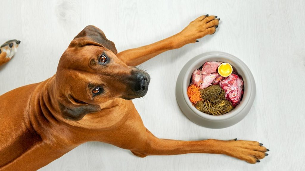 comida para perros