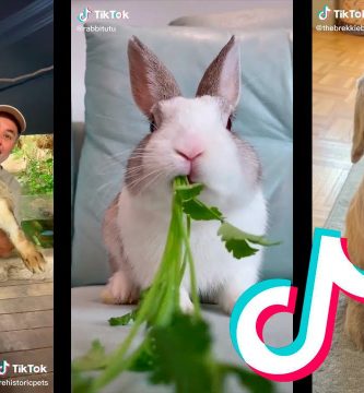¿Qué haces si mi conejo tiene calor?