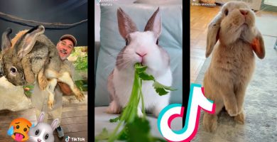 ¿Qué haces si mi conejo tiene calor?