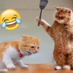 Cosas que los gatos odian y debes evitar