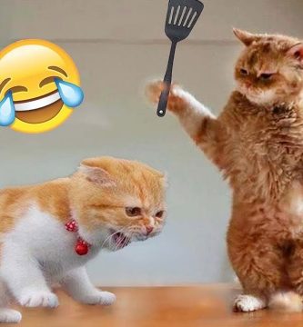 Cosas que los gatos odian y debes evitar