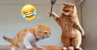 Cosas que los gatos odian y debes evitar