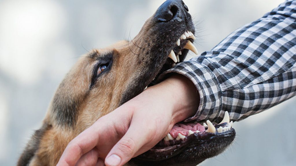 ¿Qué hacer si mi perro me muerde?