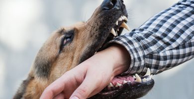 ¿Qué hacer si mi perro me muerde?