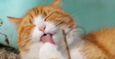 como enseñar a mi gato a responder por su nombre