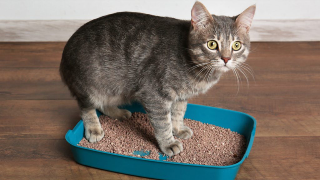 como enseñarle a mi gato a usar la caja de arena
