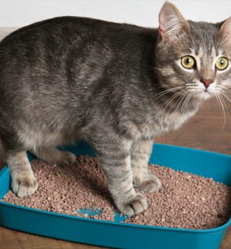 como enseñarle a mi gato a usar la caja de arena