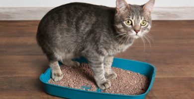 como enseñarle a mi gato a usar la caja de arena