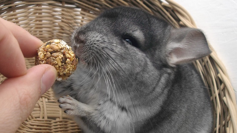 tiempo medio de vida de una chinchilla