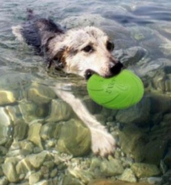 Cómo elegir el juguete perfecto para tu perro: guía de compra y recomendaciones