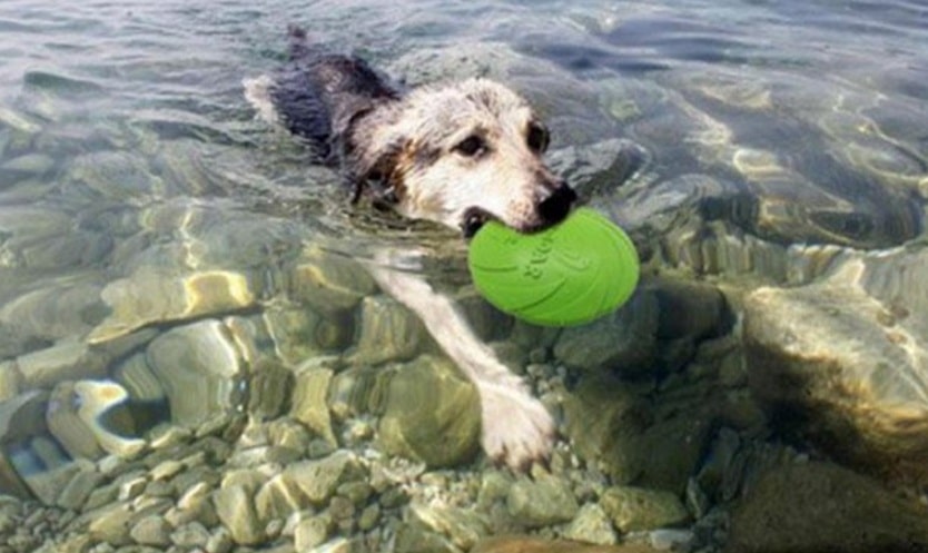 Cómo elegir el juguete perfecto para tu perro: guía de compra y recomendaciones