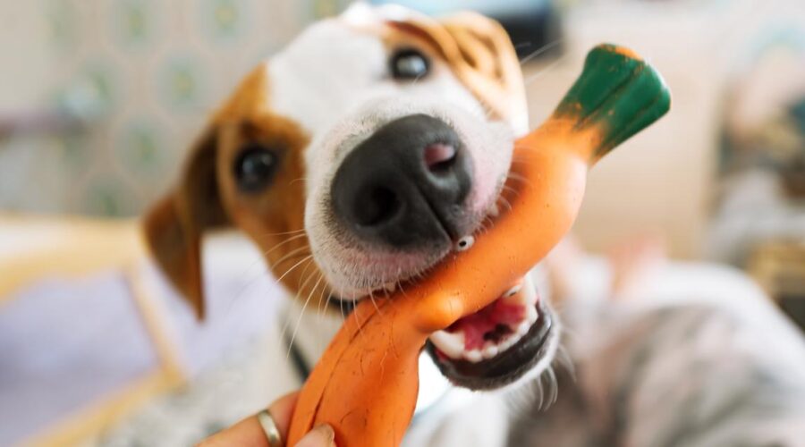 juguetes para perros