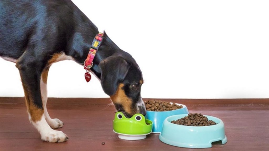 alimentación para perros adultos