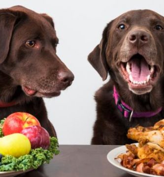 cómo elegir el alimento adecuado para cada etapa de la vida de tu perro