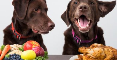 cómo elegir el alimento adecuado para cada etapa de la vida de tu perro