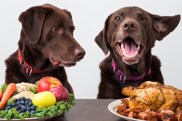 cómo elegir el alimento adecuado para cada etapa de la vida de tu perro