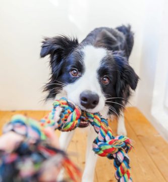 Ejercicios y actividades para mejorar la salud física y relajar a tu perro