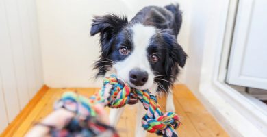 Ejercicios y actividades para mejorar la salud física y relajar a tu perro