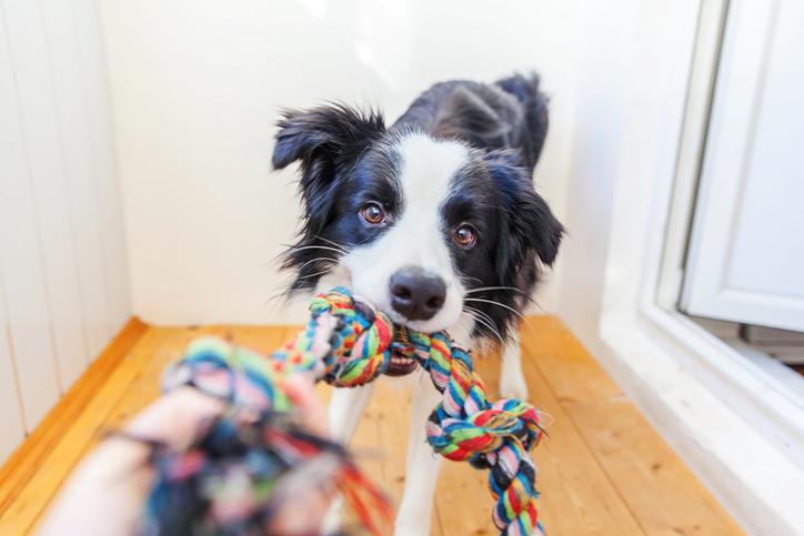 Ejercicios y actividades para mejorar la salud física y relajar a tu perro