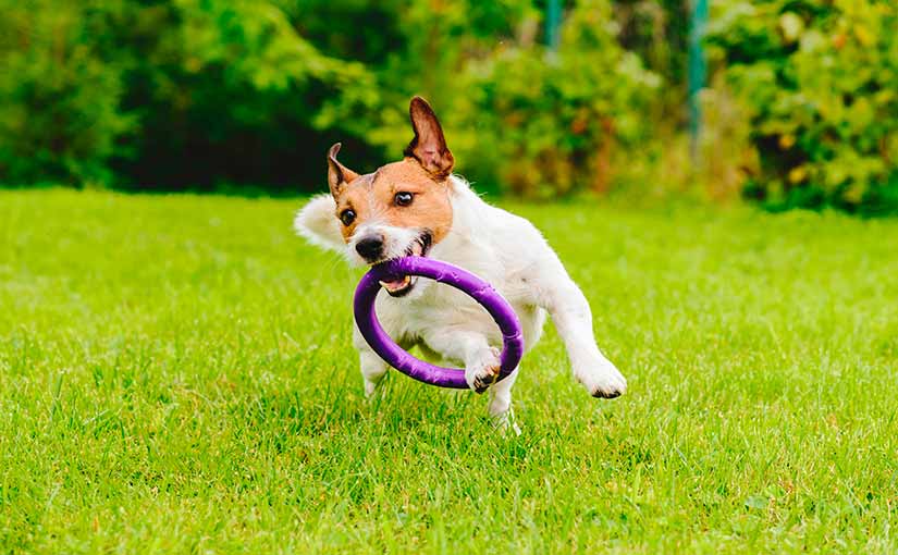 juegos de buscar y atrapar para perros