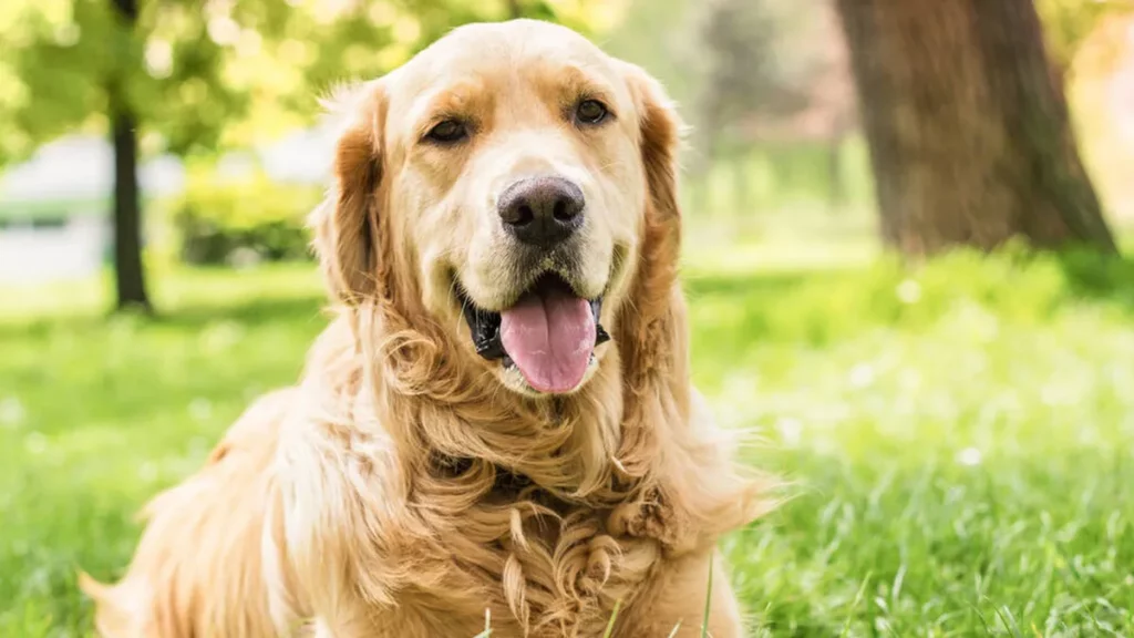 actividades en la naturaleza para tu perro